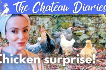 CHRISTMAS comes for the CHATEAU CHICKENS