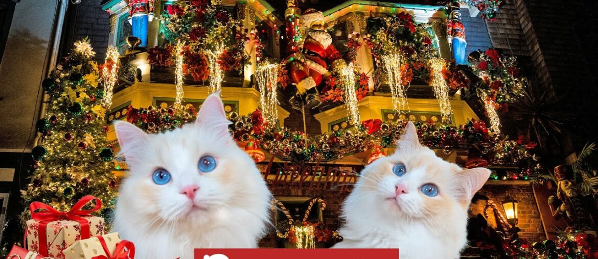 Giving My Cats the Best Christmas (5 Presents - #5 Lego Train vs Cat at Night) | The Cat Butler