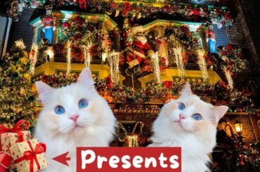 Giving My Cats the Best Christmas (5 Presents - #5 Lego Train vs Cat at Night) | The Cat Butler
