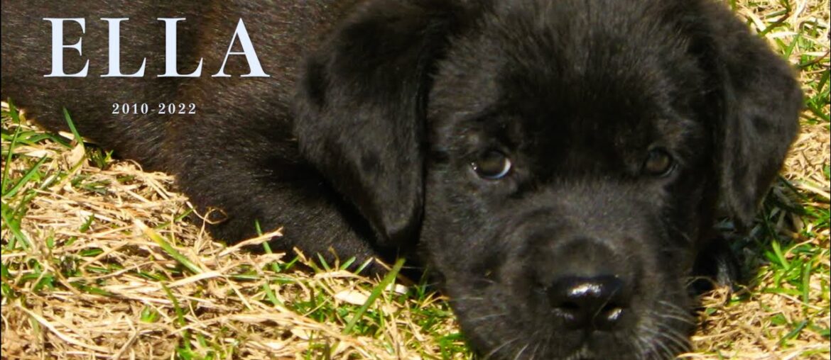 Remembering Ella – Thomas Johnson Antique Furniture Restoration Remembering Ella - Thomas Johnson Antique Furniture Restoration