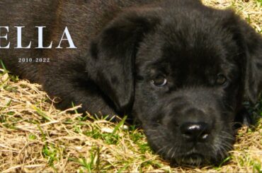 Remembering Ella - Thomas Johnson Antique Furniture Restoration