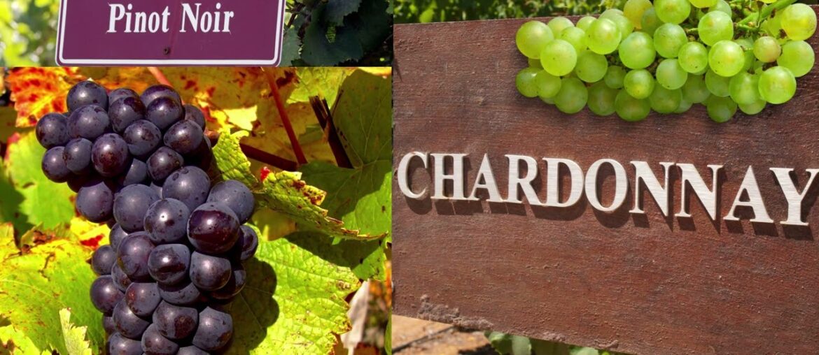 Wine regions in France. Basic Wine Course for Waiters Wine regions in France. Basic Wine Course for Waiters