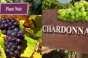 Wine regions in France. Basic Wine Course for Waiters