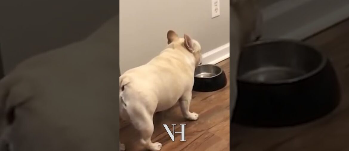 French bulldog is mad for not getting food
