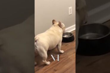 French bulldog is mad for not getting food
