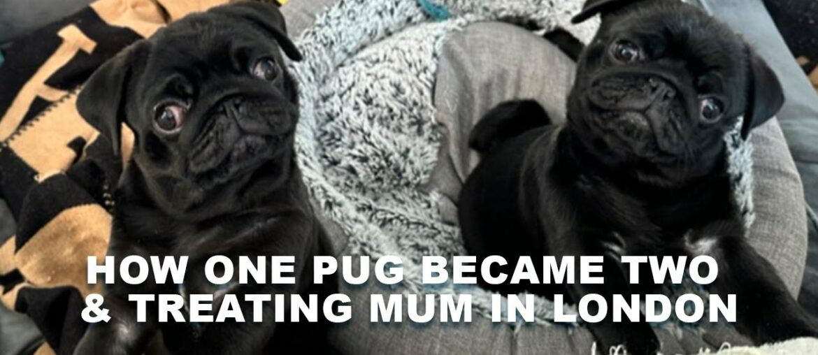 Our little pugs & is this the worlds BEST CHICKEN KIEV? Our little pugs & is this the worlds BEST CHICKEN KIEV?