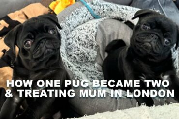 Our little pugs & is this the worlds BEST CHICKEN KIEV?