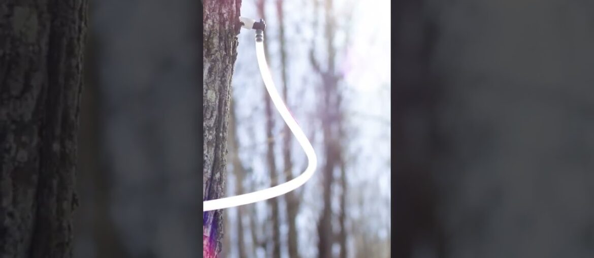 This is where real maple syrup is made. #maplesyrup #syrup #sweets #Vermont