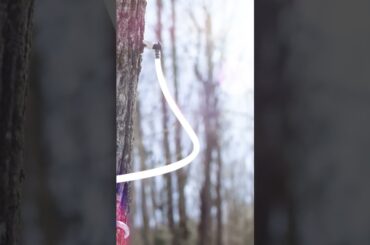 This is where real maple syrup is made. #maplesyrup #syrup #sweets #Vermont