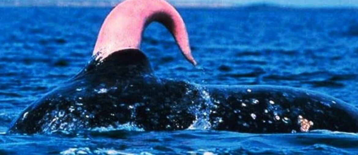 Hogmanay Edinburgh, Scotland. York England. The French Connection, alliance, rivalry