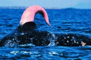 Hogmanay Edinburgh, Scotland. York England. The French Connection, alliance, rivalry