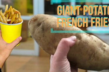 French fries from giant potato | Easy french fries recipe