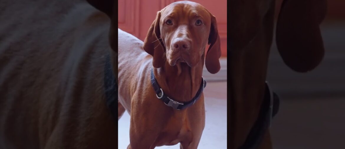 A Year at The Chateau #shorts