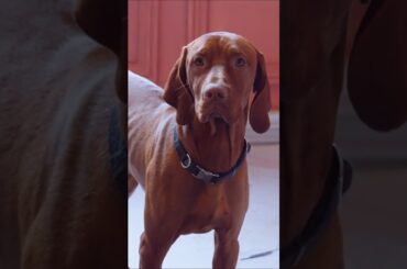 A Year at The Chateau #shorts