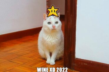 WINE XD 2022