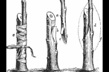 The majority of the world's grapevines are planted on native American rootstock