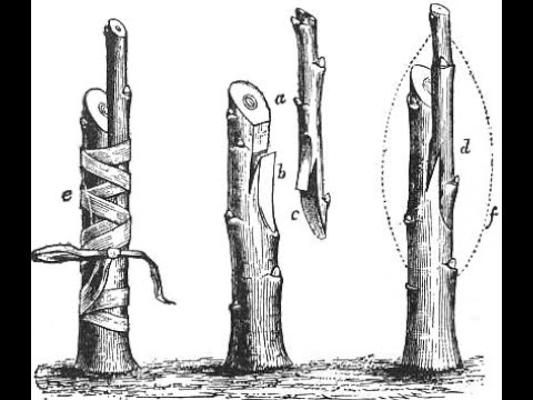 The majority of the world's grapevines are planted on native American rootstock The majority of the world's grapevines are planted on native American rootstock