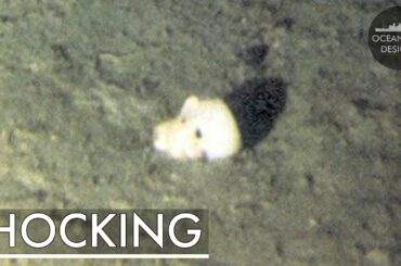 AMAZING Titanic Wreck Details