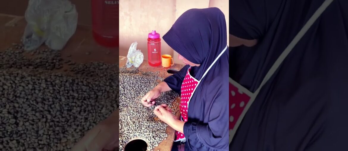 Hand sorting specialty coffee in Sumatra