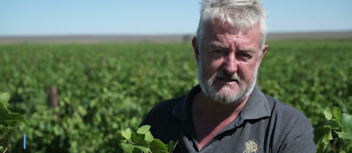 Organic Pinot Noir – Lutzville Vineyards #Harvest2023 Organic Pinot Noir - Lutzville Vineyards #Harvest2023