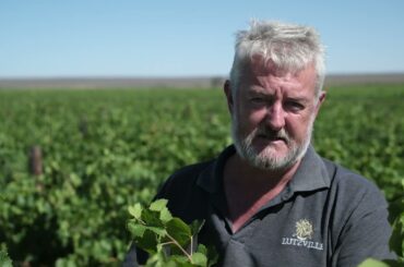 Organic Pinot Noir - Lutzville Vineyards #Harvest2023