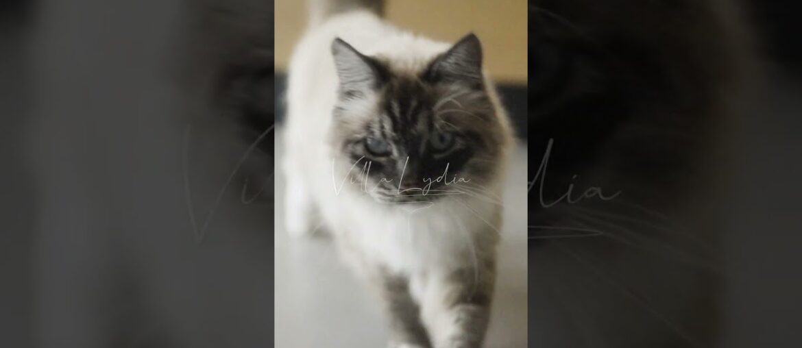 Inside a New Contemporary Luxury Villa located in Mougins on the French Riviera | Property Tour