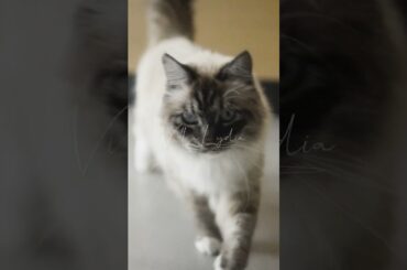 Inside a New Contemporary Luxury Villa located in Mougins on the French Riviera | Property Tour