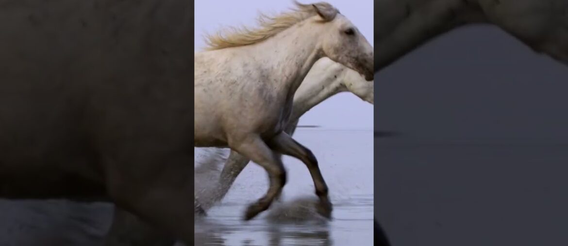 Discover the Beauty of France The Ultimate Guide to the  Best Places to Visit The Camargue #shorts