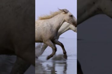 Discover the Beauty of France The Ultimate Guide to the  Best Places to Visit The Camargue #shorts