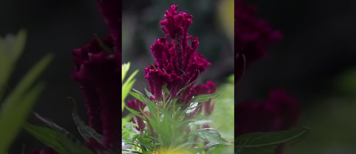 Discover the Beauty of France The Ultimate Guide to the Best Places to Visit The Burgundy #shorts