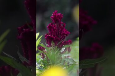 Discover the Beauty of France The Ultimate Guide to the Best Places to Visit The Burgundy #shorts