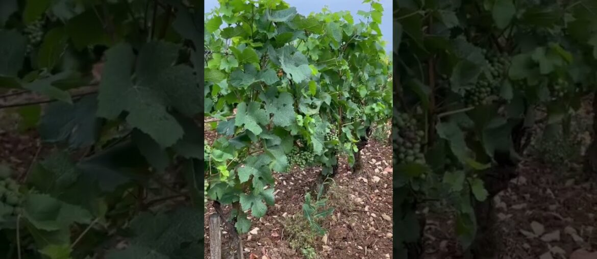 POV: You’re on a road trip in French wine country