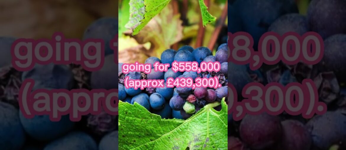 French Burgundy became the most expensive bottle of wine #youtubeshorts #short #viral #trending French Burgundy became the most expensive bottle of wine #youtubeshorts #short #viral #trending