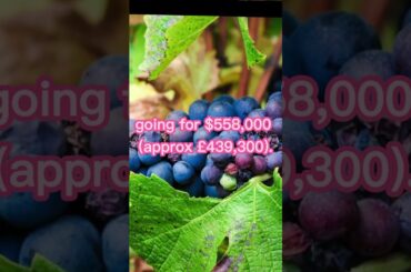 French Burgundy became the most expensive bottle of wine #youtubeshorts #short #viral #trending