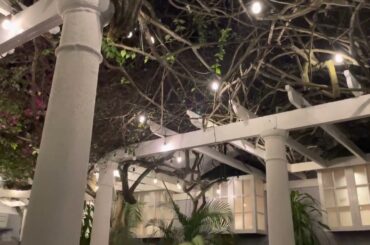 Jardinier restaurant Sandals Royal Caribbean Resort