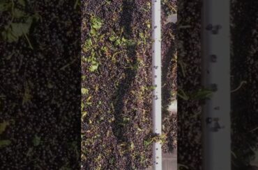 11 Million Glasses of Wine | 14 Interesting Facts About France #shorts