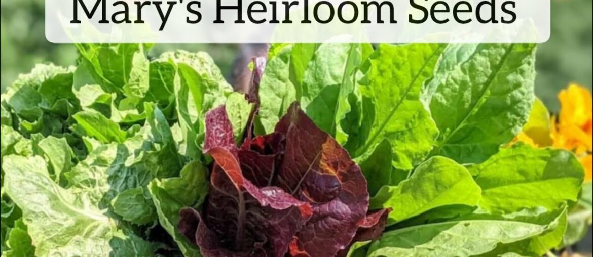 Live Chat: Quick Veggies To Grow From Seed