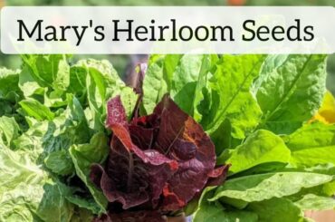 Live Chat: Quick Veggies To Grow From Seed