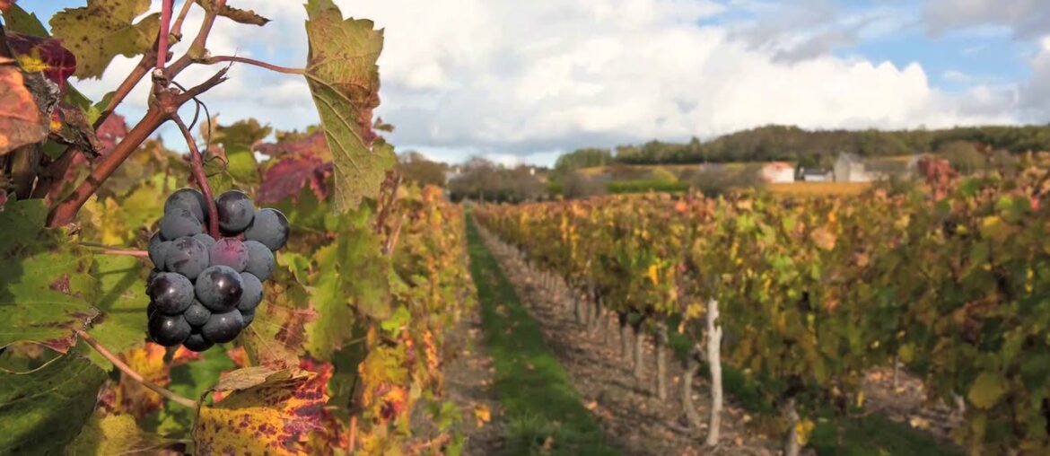 Wine's Cool--Class 2: Intro to Terroir and Classification