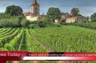 French wine is benefiting from global warming at least for now | News Today
