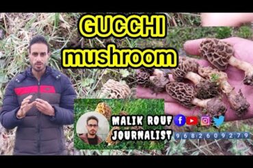 Gucchi Mushroom (Morchella)
