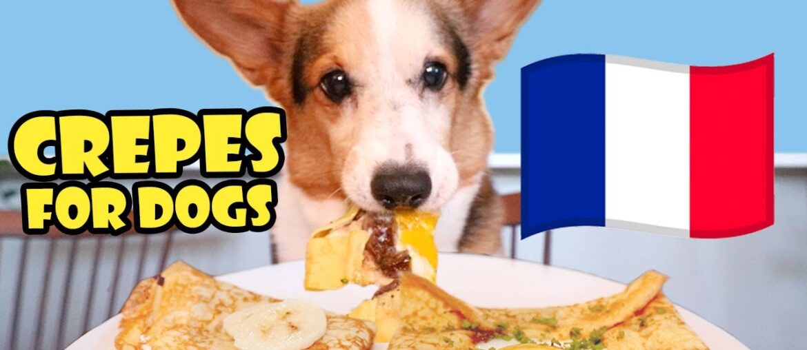 CORGI Tries Homemade French Crepes (Dog-Friendly Gourmet) || Life After College: Ep. 754