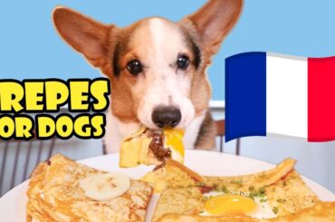 CORGI Tries Homemade French Crepes (Dog-Friendly Gourmet) || Life After College: Ep. 754