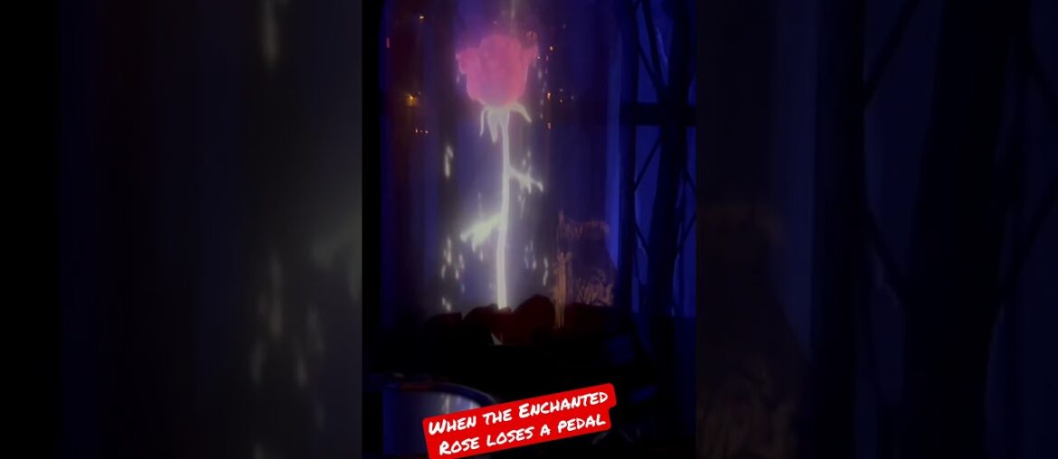 Transformation in Be Our Guest West Wing Enchanted Rose and Beasts Portrait at Magic Kingdom