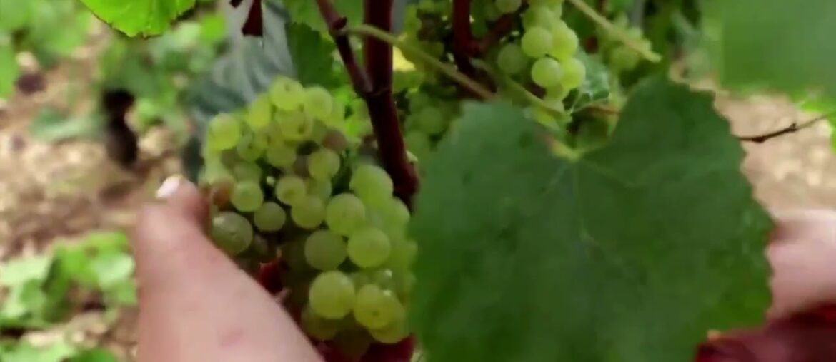 France: French wine producers invent tricks to combat fungi and frost in vineyards. #Chablis_France