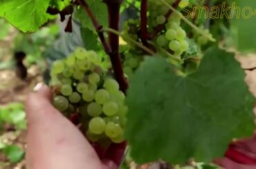 France: French wine producers invent tricks to combat fungi and frost in vineyards. #Chablis_France