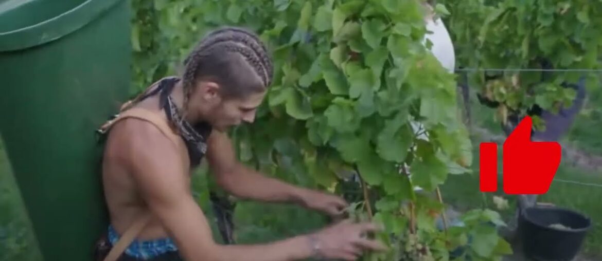 Did people invent wine?