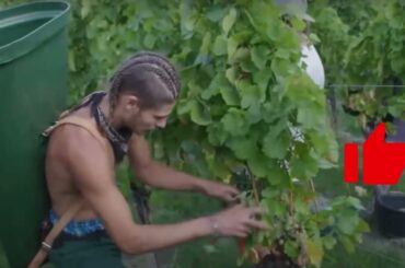 Did people invent wine?