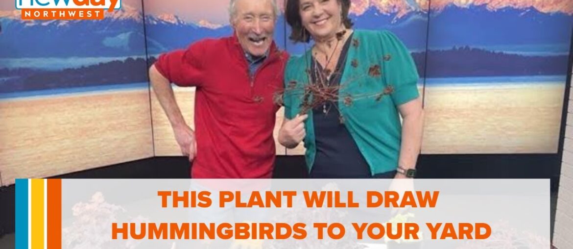 Looking for hummingbirds? This plant will bring them to the yard – New Day NW Looking for hummingbirds? This plant will bring them to the yard - New Day NW