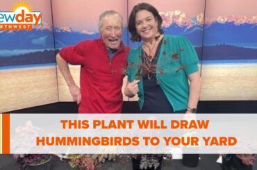 Looking for hummingbirds? This plant will bring them to the yard - New Day NW